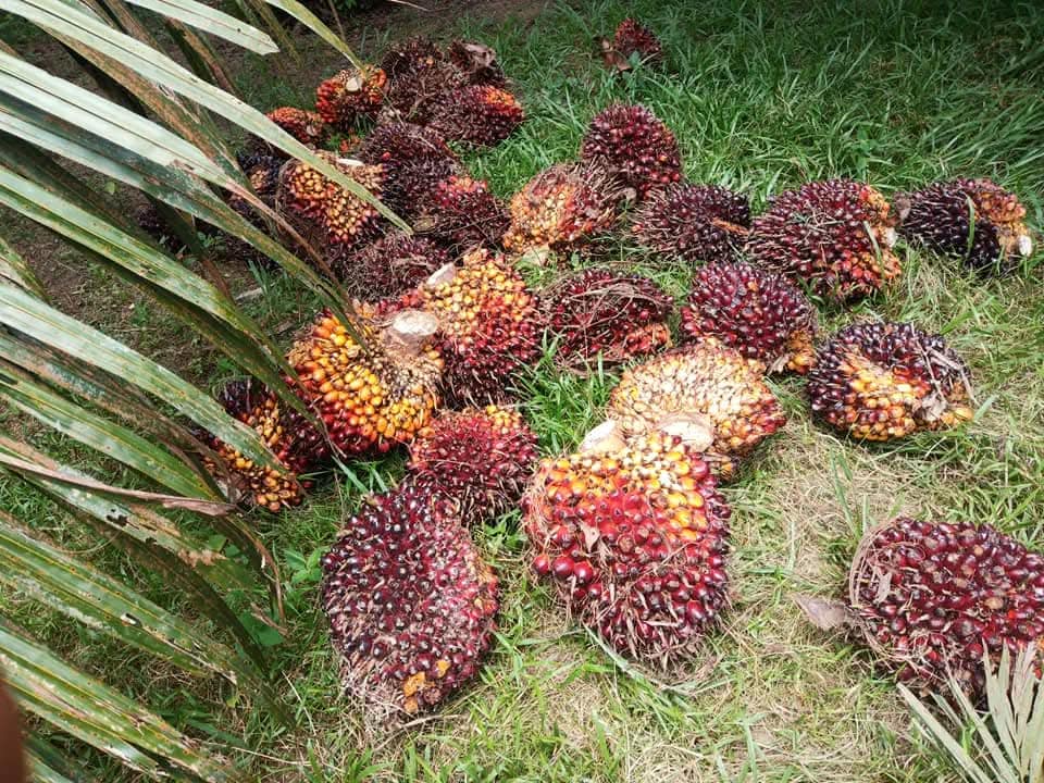 buah sawit baru dipanen
