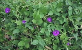 tanaman penghambat gulma kacangan Centrosema