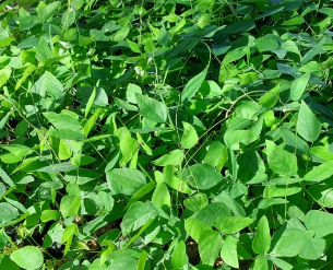 tanaman penghambat gulma kacangan Mucuna bracteata